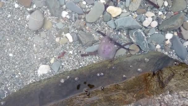 一只粉红色的小水母在沿海的海面上游泳和漂流 — 图库视频影像