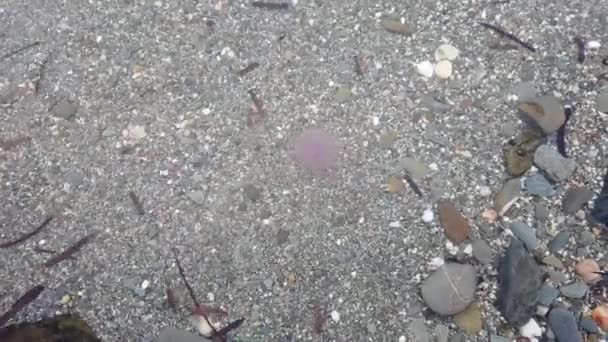 Eine Kleine Rosa Qualle Schwimmt Und Schwimmt Meer Entlang Der — Stockvideo