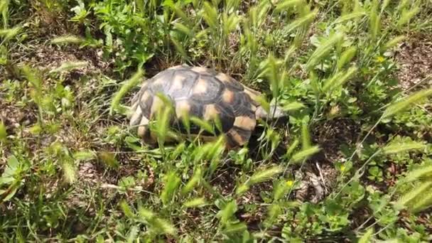 Skildpadde Går Fredeligt Græsset Have Varm Sommermorgen – Stock-video