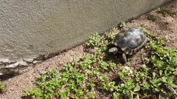 Sıcak Bir Yaz Gününde Bir Kaplumbağa Bahçe Duvarı Boyunca Rahatça — Stok video