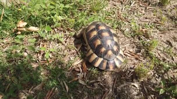 Skildpadde Går Fredeligt Græsset Have Varm Sommermorgen – Stock-video
