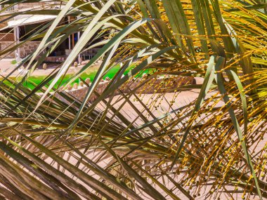 Cottage in a Bedouin Camp on the Sea in Ras Shitan in Oasis in Sinai, Taba desert with the Background of the Sea and Mountains.