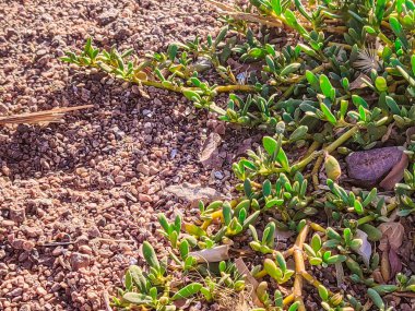 Plants, leafs, rocks, sand & stones , back to nature and loving the earth