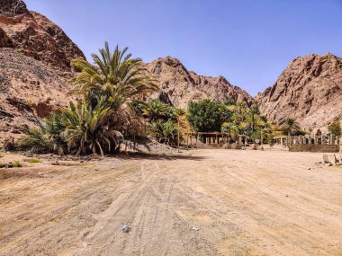 Beautiful Oasis in the desert with palm and mountain view in Dahab Egypt