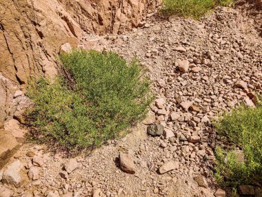 Beautiful Oasis in the desert with palm and mountain view in Dahab Egypt