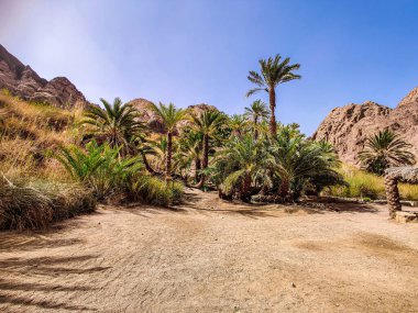Beautiful Oasis in the desert with palm and mountain view in Dahab Egypt