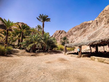 Beautiful Oasis in the desert with palm and mountain view in Dahab Egypt