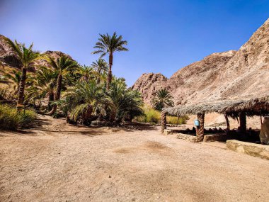 Beautiful Oasis in the desert with palm and mountain view in Dahab Egypt