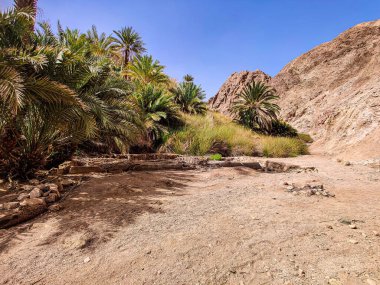 Beautiful Oasis in the desert with palm and mountain view in Dahab Egypt