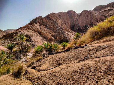 Beautiful Oasis in the desert with palm and mountain view in Dahab Egypt