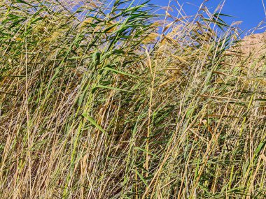 Beautiful Oasis in the desert with palm and mountain view in Dahab Egypt