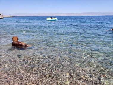 Cute Lovely Starry dog playing and swimming on the seashore in Ras Shitan, Dahab, Sinai, Egypt