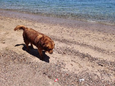 Cute Lovely Starry dog playing and swimming on the seashore in Ras Shitan, Dahab, Sinai, Egypt