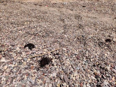 Stray Dog Hanging around on the Beach