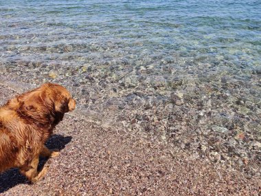 Stray Dog Hanging around on the Beach