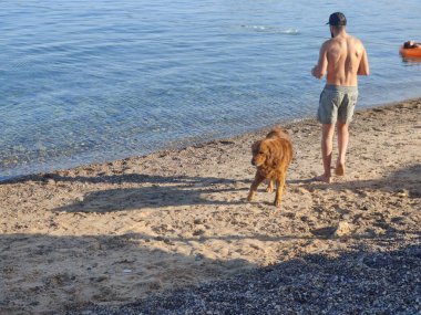 Stray Dog Hanging around on the Beach