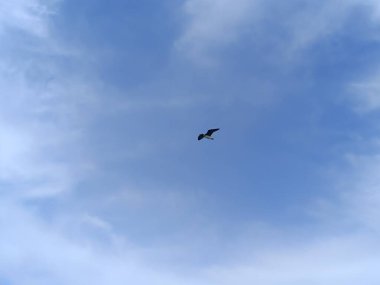 Martı denizin üstünde yüzüyor yiyecek arıyor ve avlanıyor.