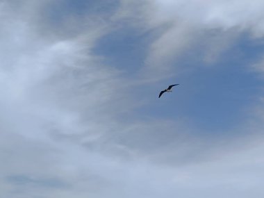 Martı denizin üstünde yüzüyor yiyecek arıyor ve avlanıyor.