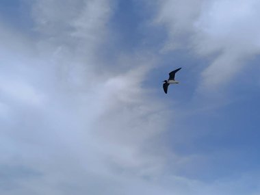 Martı denizin üstünde yüzüyor yiyecek arıyor ve avlanıyor.