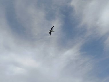 Martı denizin üstünde yüzüyor yiyecek arıyor ve avlanıyor.