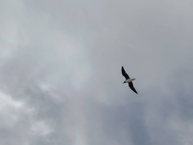 Martı denizin üstünde yüzüyor yiyecek arıyor ve avlanıyor.