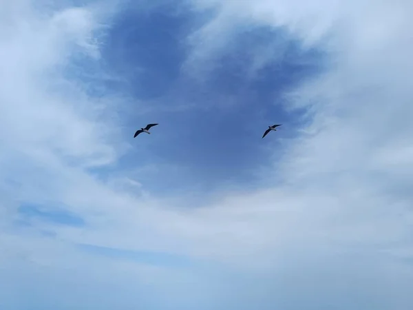 Чайка Пурхає Небі Над Морем Шукає Їжу Полює — стокове фото