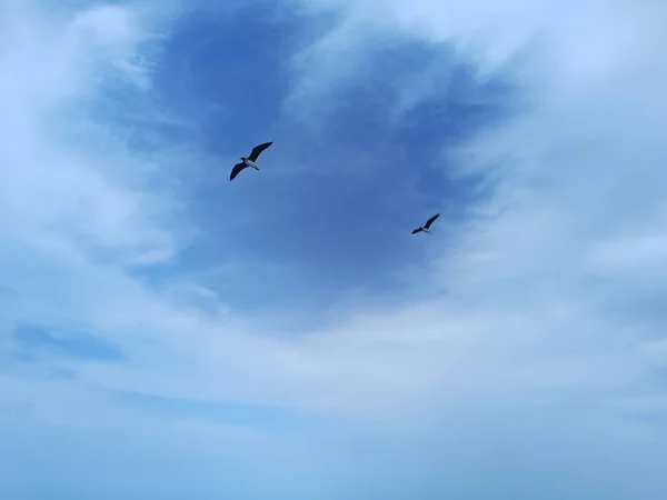 Möwen Die Himmel Über Dem Meer Nach Nahrung Suchen Und — Stockfoto