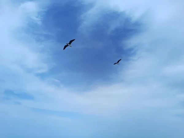 Burung Camar Yang Terbang Langit Atas Laut Mencari Dan Mencari — Stok Foto