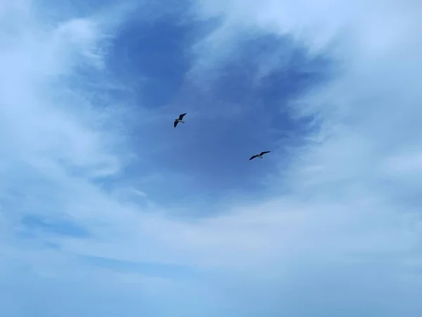 Möwen Die Himmel Über Dem Meer Nach Nahrung Suchen Und — Stockfoto