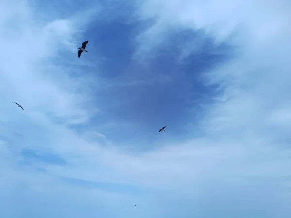 Burung Camar Yang Terbang Langit Atas Laut Mencari Dan Mencari — Stok Foto