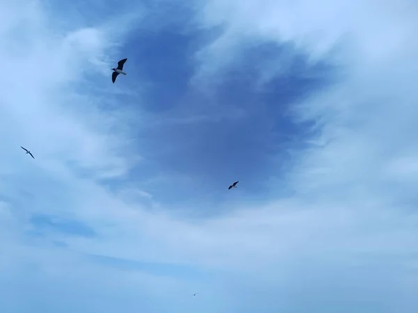 Måsen Flåsa Himlen Över Havet Ser Och Jakt Mat — Stockfoto