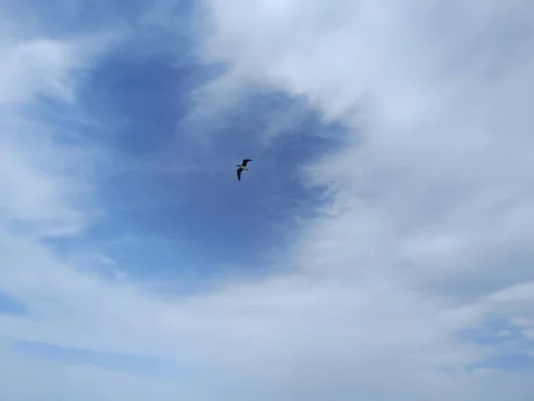 Γλάρος Flaying Στον Ουρανό Πάνω Από Θάλασσα Αναζητούν Και Κυνήγι — Φωτογραφία Αρχείου