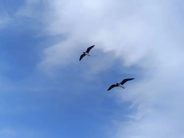 먹이를 하늘을 갈매기 — 스톡 사진