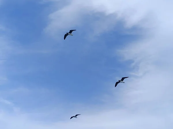 海の上で空を飛ぶカモメは食べ物を探して狩り — ストック写真