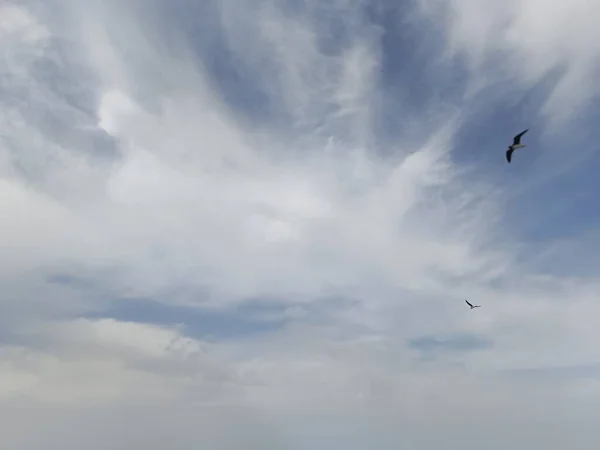 Seagull Flaying Himlen Havet Søger Jagt Efter Mad - Stock-foto