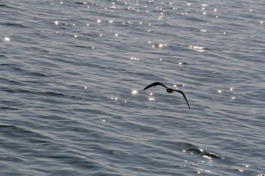 Martı denizin üstünde yüzüyor yiyecek arıyor ve avlanıyor.