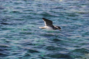 Martı denizin üstünde yüzüyor yiyecek arıyor ve avlanıyor.