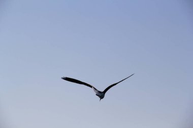 Martı denizin üstünde yüzüyor yiyecek arıyor ve avlanıyor.