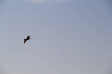 Martı denizin üstünde yüzüyor yiyecek arıyor ve avlanıyor.