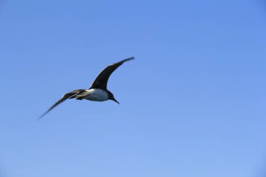 Martı denizin üstünde yüzüyor yiyecek arıyor ve avlanıyor.