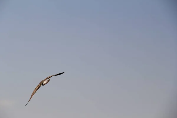 Pescărușul Aruncă Cer Deasupra Mării Căutând Vânând Mâncare — Fotografie, imagine de stoc