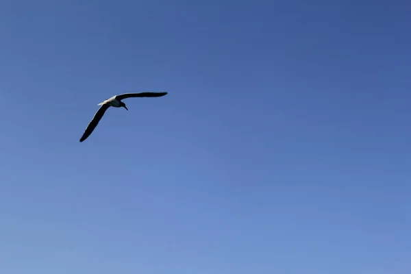 Seagull Flaying Sky Sea Looking Hunting Food — Stock Photo, Image