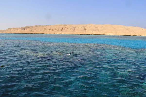 Martı denizin üstünde yüzüyor yiyecek arıyor ve avlanıyor.