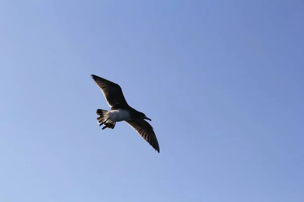 stock image Seagull flaying in Sky above the sea looking and hunting for food