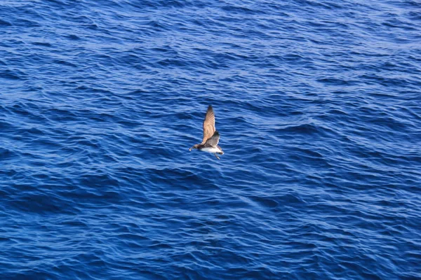 海鸥在海面上飞舞觅食 — 图库照片
