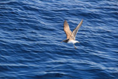 Martı denizin üstünde yüzüyor yiyecek arıyor ve avlanıyor.