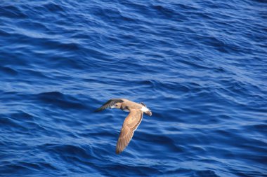 Martı denizin üstünde yüzüyor yiyecek arıyor ve avlanıyor.