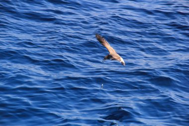 Martı denizin üstünde yüzüyor yiyecek arıyor ve avlanıyor.