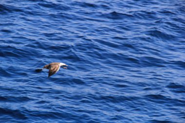 Martı denizin üstünde yüzüyor yiyecek arıyor ve avlanıyor.