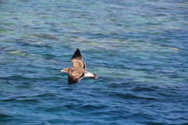 Martı denizin üstünde yüzüyor yiyecek arıyor ve avlanıyor.